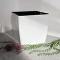 білий