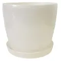 білий перламутр